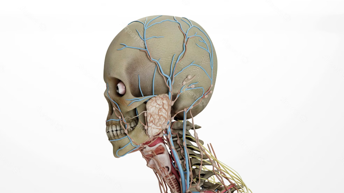 Modèles d'anatomie humaine en SVT