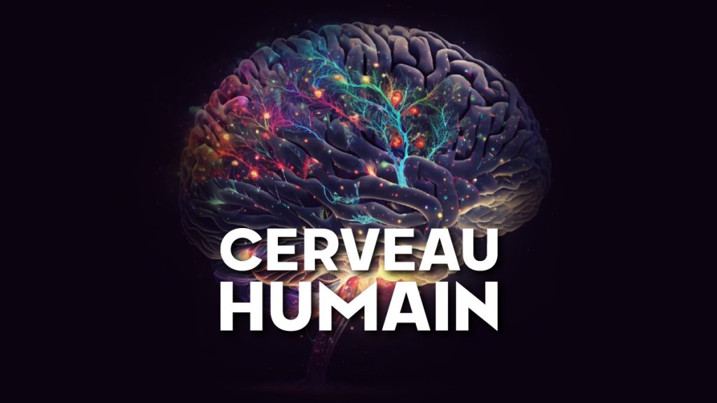 Cerveau Humain