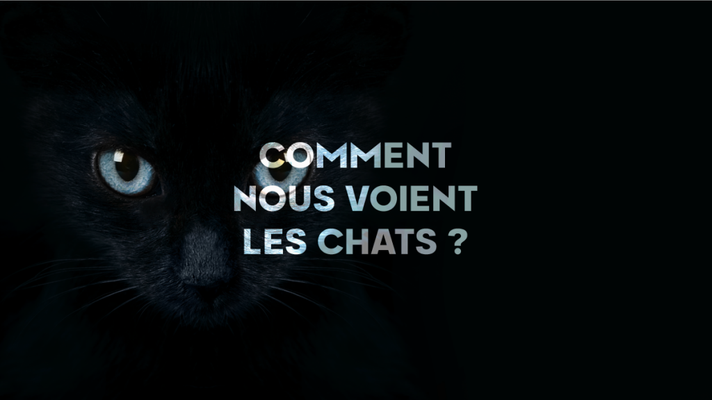 Comment nous voient les chats Le décryptage du regard félin