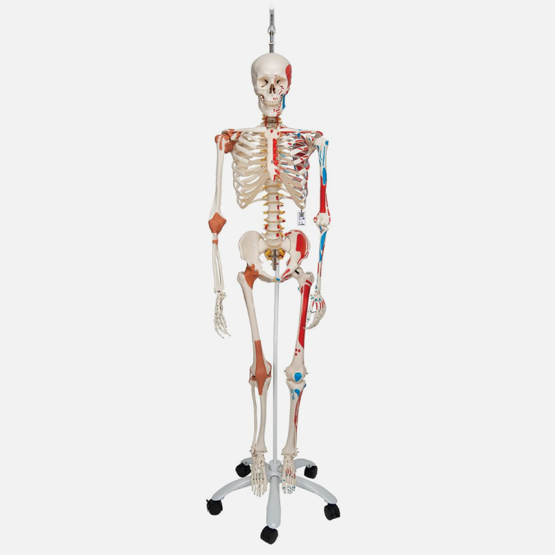Maquette Squelette du corps humain