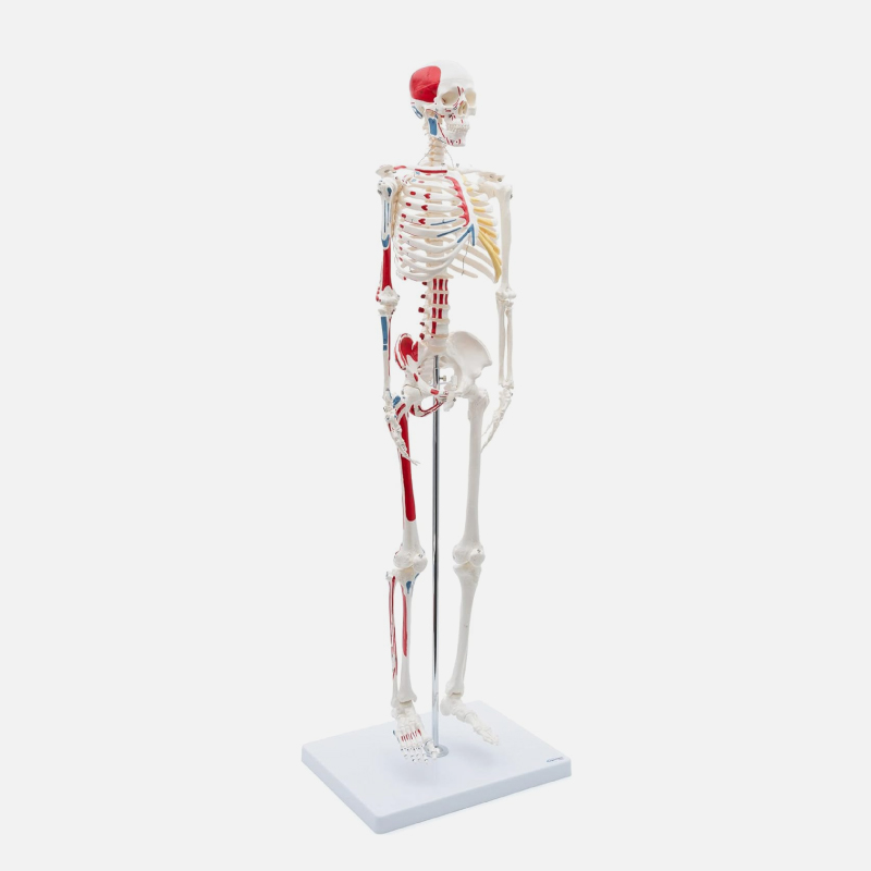 Squelette humain taille grandeur nature