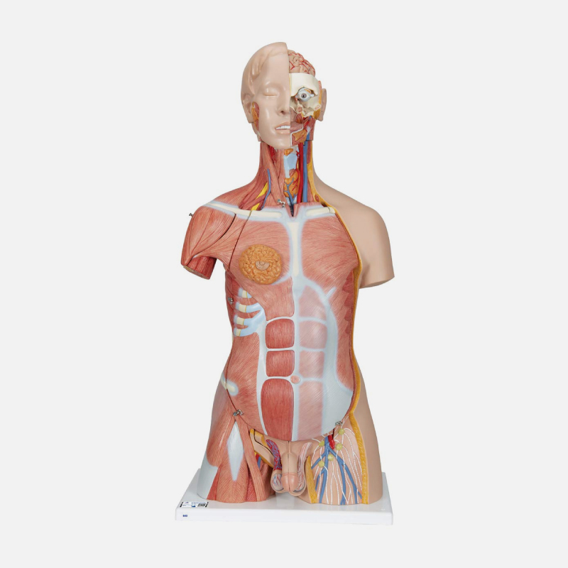 Maquette du corps humain en 31 parties