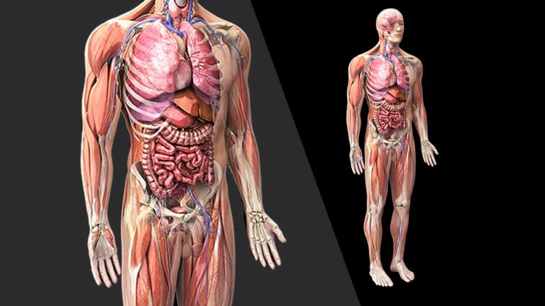 Maquette du corps humain - Outil d’apprentissage de l'anatomie