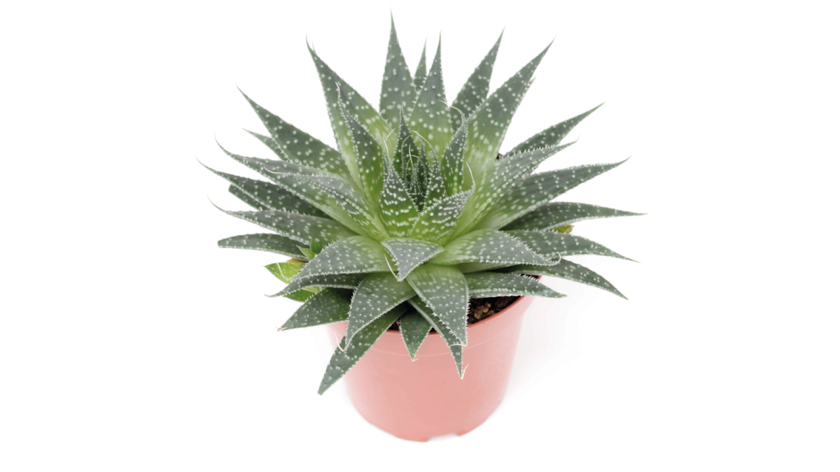 Gasteria