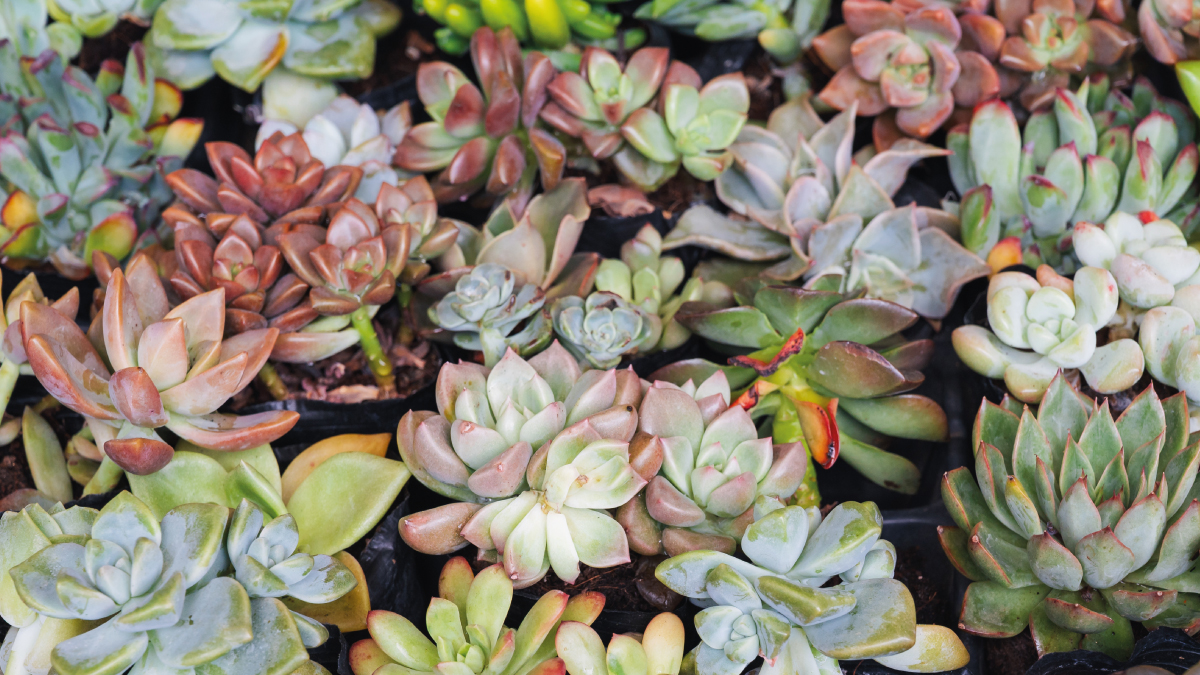 La résilience des plantes succulentes face au changement climatiqueLa résilience des plantes succulentes face au changement climatique